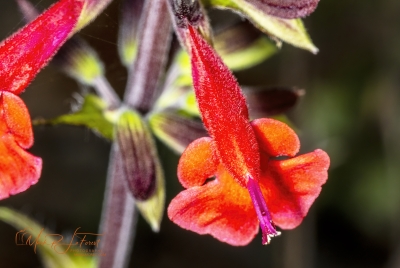 Cedar Sage May 2026